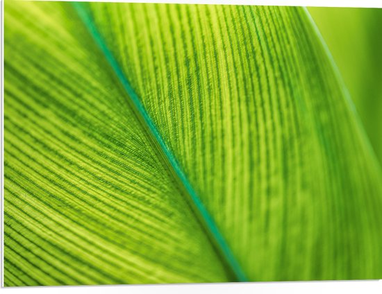 PVC Schuimplaat - Close-up van Groen Blad met Zichtbare Nerven - 80x60 cm Foto op PVC Schuimplaat (Met Ophangsysteem)