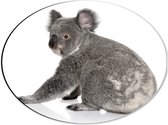 Dibond Ovaal - Zittende Jonge Koala - 40x30 cm Foto op Ovaal (Met Ophangsysteem)