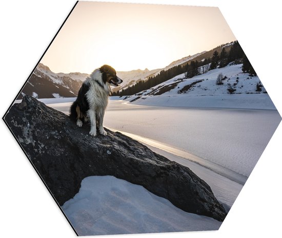 WallClassics - Dibond Hexagon - Hond op een Rots in de Sneeuw tussen de Bergen - 60x52.2 cm Foto op Hexagon (Met Ophangsysteem)