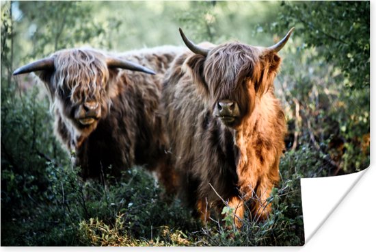 Poster Scottish Highlanders - Forêt - Animaux - 120x80 cm