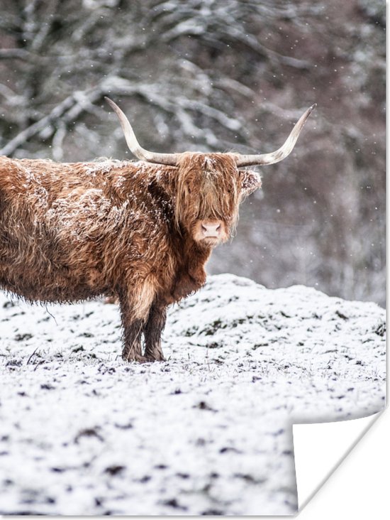 Poster Schotse Hooglander - Boom - Sneeuw - 60x80 cm