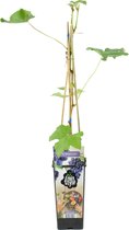 Bloomique - Vitis Vinifera 'Boskoop Glory' - Druivenplant - Blauwe Druiven - Fruitplanten - Tuinplanten - Winterhard - ⌀14 cm - Hoogte 60-70cm