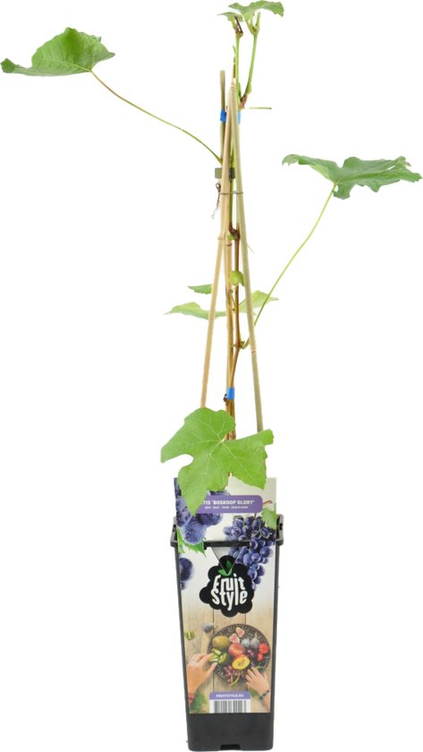 Foto: Bloomique vitis vinifera boskoop glory druivenplant blauwe druiven fruitplanten tuinplanten winterhard 14 cm hoogte 60 70cm