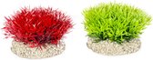 Aqua Della - Aquariumplanten (voeding) - Vissen - Plant Crystalwort Moss S - Height 5cm Gemengde Kleuren - 1st