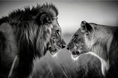 Lion's Couple - 90cm x 60cm - Fotokunst op akoestisch schilderij | Wanddecoratie