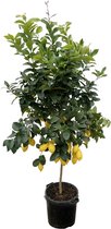 citroen boom, Citrus Lemon - 200cm - ø40 voor binnen- en buitenruimtes