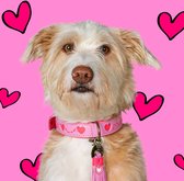 DWAM Dog with a Mission – Halsband Hond – Hondenhalsband – Roze – L – Leer – Halsomvang tussen 38-47 x 4 cm – Sweety