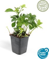 Plantenboetiek.nl | Pachysandra term 'Green Carpet' | 12 stuks - Ø9cm - 20-25cm hoog - Tuinplant - Multideal