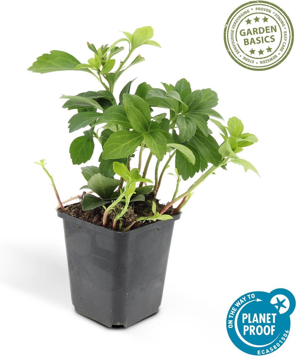 Plantenboetiek.nl Pachysandra term 'Green Carpet' 12 stuks Ø9cm 20-25cm hoog Tuinplant Multideal