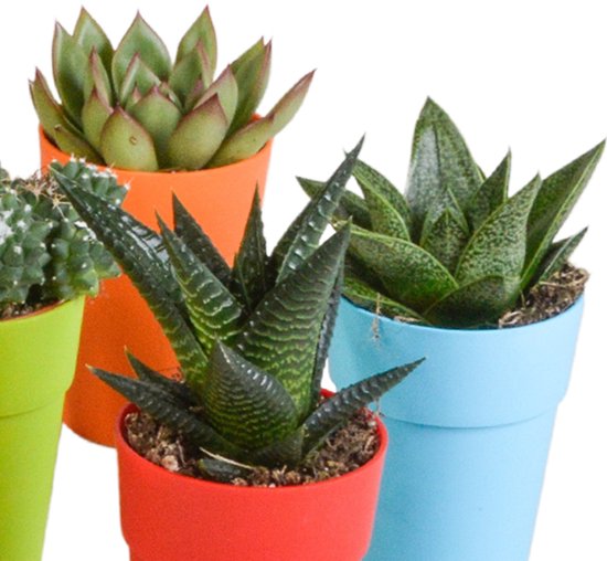 Megamix 15 pièces - Cactus et succulentes 5,5 cm en pot mexicain