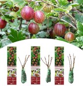 NatureNest - Rode kruisbes - Ribes uva-crispa - 3 stuks - 30-38 cm