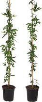Plant in a Box - Passiflora 'Caerulea' XL - 2 stuks - Passiebloem - Tuinplant - Klimplant - ⌀17 cm - Hoogte 110-120 cm