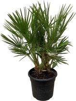 Trendyplants - Chamaerops Humilis struik - Hoogte 90-110 cm - Europese Dwergpalm - Winterhard - Tuinplant - Potmaat Ø24cm