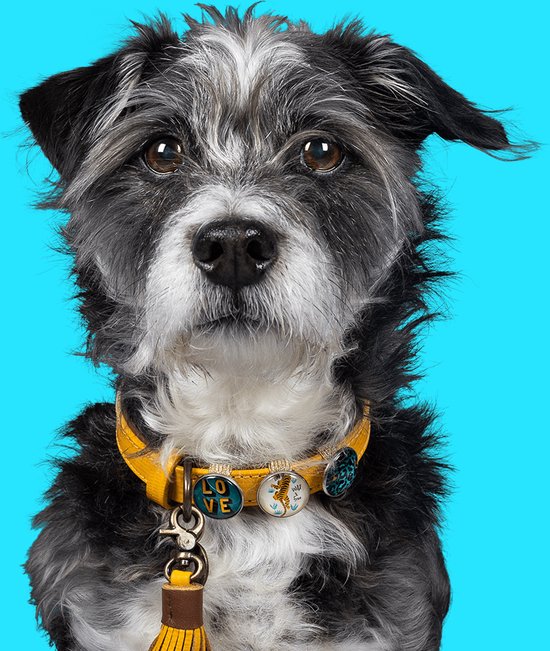 DWAM Dog with a Mission Halsband hond – Hondenhalsband – Geel – Leer – S – Halsomvang tussen 27-33 cm – New York Yankee