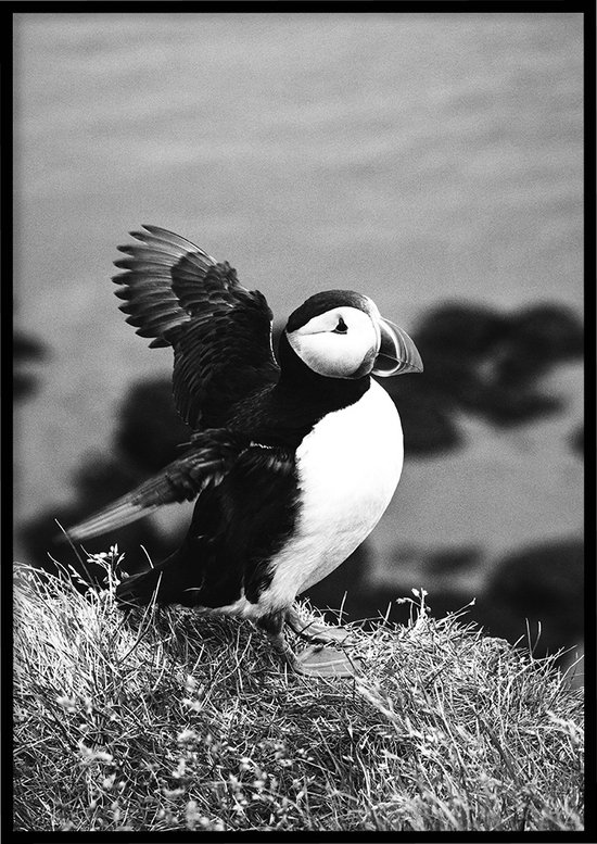Poster Papegaaiduiker zwart-wit - Natuur poster - 50x70 cm - exclusief lijst - WALLLL