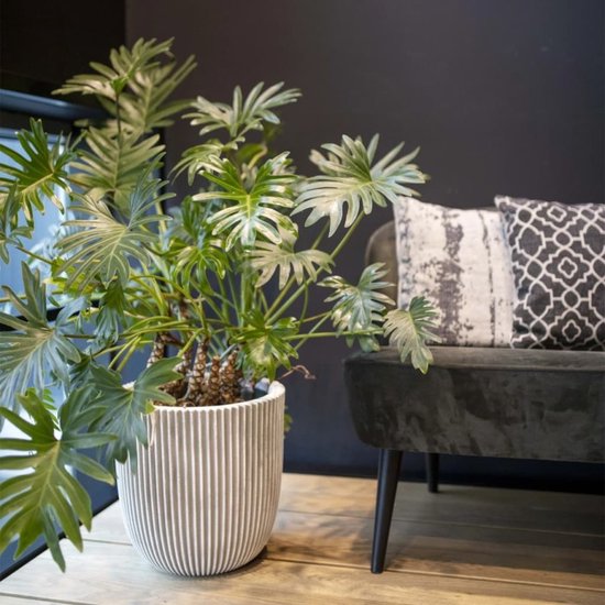 Een grote groene plant in een ivoren geribbelde bloempot op een houten ondergrond.