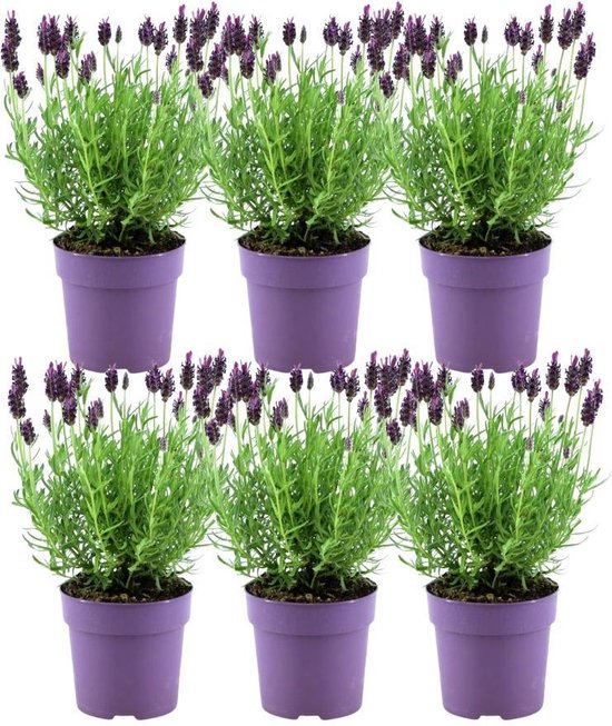 Plants by Frank - Set van 6 Franse Lavendels - Lavandula stoechas Anouk® 12 cm Ø - Lavendel planten - vers van de kwekerij geleverd - Bij en vlinder vriendelijke planten