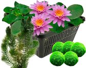 vdvelde.com - Roze waterlelie + Zuurstofplanten - Combi set - 12 planten - Plaatsing: -1 tot -40 cm