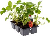 Bloomique - Aardbeienplanten - Set van 6 Fruitplanten - Buitenplanten - Tuinplanten geleverd inclusief Kweekpot - 15 tot 20 cm