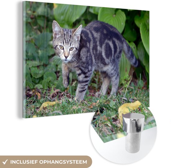 Verre de jeune chat domestique 90x60 cm - Tirage photo sur verre (décoration murale en plexiglas)