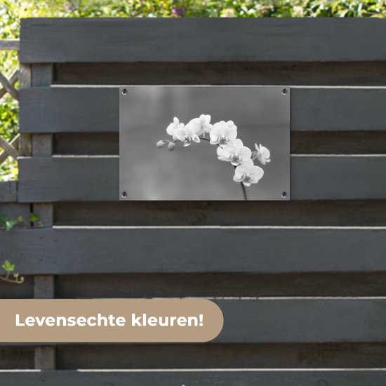 Décoration de jardin Orchidée - Fleurs - Plante - Wit - Violet - 60x40 cm - Poster jardin - Toile jardin - Poster extérieur