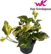 Plantenboetiek.nl | Scindapsus (Epipremnum) N'joy Gold - Ø12cm - 25cm hoog - Kamerplant - Groenblijvend