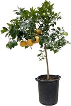 Fruitboom – Sinaasappelboom (Citrus Pompelmo) – Hoogte: 150 cm – van Botanicly