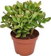 Vetplant – Kussentjesvetplant (Crassula Ovata Minor) – Hoogte: 21 cm – van Botanicly