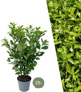 Tillandsia – Laurierkers Rotundifolia (Laurierkers Rotundifolia) – Hoogte: 125 cm – van Botanicly