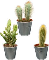 Betoverende Cactus Set: Een Mix van Drie Unieke Soorten in een zinken potten