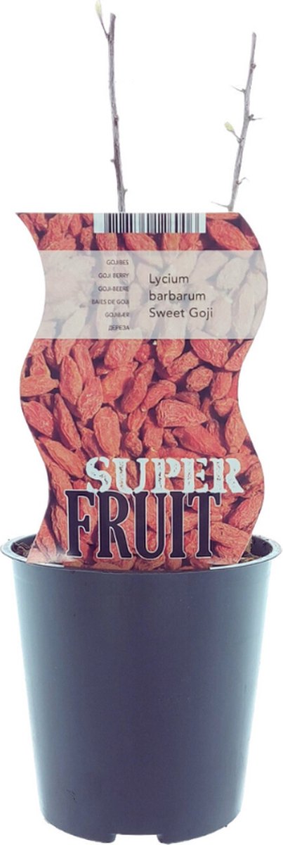 Plantenboetiek.nl Lycium Sweet Goji (Gojibes) Ø12cm 30cm hoog Tuinplant Groente & Fruit