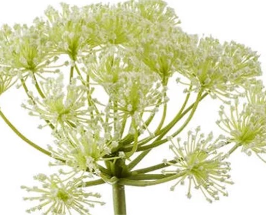 Fleur artificielle Berce du Caucase 78 cm