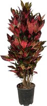 Trendyplants - Codiaeum Iceton - Croton - Kamerplant - Hoogte 140-160 cm - Potmaat Ø30cm