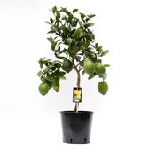 Fruitboom – Citroenboom (Citrus Lemon) – Hoogte: 80 cm – van Botanicly