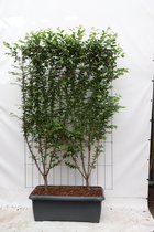 Loofboom – Laurierkers (Prunus subh Autumnalis Rosea) – Hoogte: 180 cm – van Botanicly