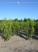 Laurier Prunus Genolia 120-140 cm, 40x Haagplant