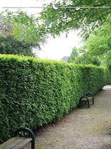 Groene Beuk Fagus sylvatica 80-100 cm in Pot, 7x Haagplant