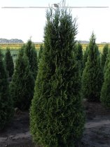 Westerse Levensboom Thuja Smaragd 180-200 cm in Pot, 4x Haagplant