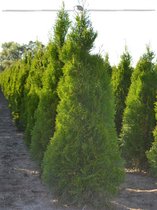 Westerse Levensboom Thuja Smaragd 100-120 cm in Pot, 50x Haagplant