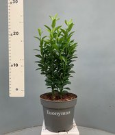 Tip: 70 Stuks Oersterke Euonymus japonica - Green Spire - Grote pot - Kardinaalsmuts - 25cm hoog - Haag Heg Buxus vervanger - Alternatief -- Japanse Hulst - Bollen Lijkt op Dark Green