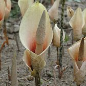 Amorphophallus bulbifer