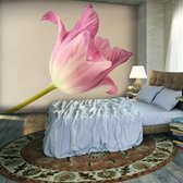 Fotobehangkoning - Behang - Vliesbehang - Fotobehang Roze Tulp - 200 x 154 cm