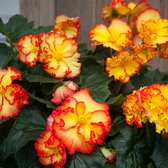 Begonia Crispa Margina geel-rood | 6 stuks | Knol | Geurend | Geschikt voor in Pot | Geel | Rood | Prachtige Knolbegonia | Begonia | 100% Bloeigarantie | QFB Gardening