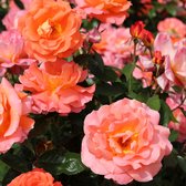 3x Rosa Hybride "Augusta luise'' | Rozenstruik winterhard | Oranje-roze bloemen | Grootbloemige rozen | Kale wortel planten | Leverhoogte 25-40cm