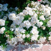 3x Rosa "Diamant" | Bodembedekkende rozenstruik| Winterhard | Witte bloemen | Kale wortel planten | Leverhoogte 25-40cm