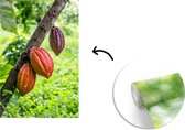 Behang - Fotobehang De jungle met de cacaoboon in de peulenschil - Breedte 175 cm x hoogte 260 cm