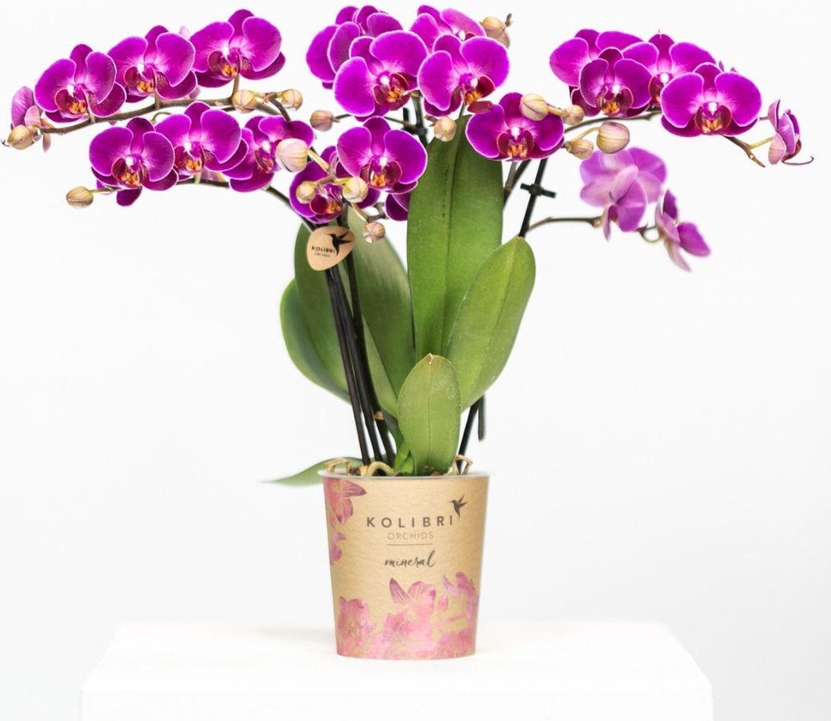Kolibri Orchids | Rosa Phalaenopsis-Orchidee - Trev Produktbild-Vorschau 6