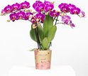 Paarse phalaenopsis orchidee met groene bladeren in een pot met bloemenprint.