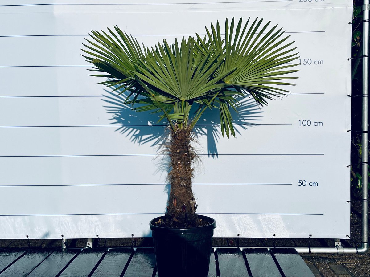 Palmier Trachycarpus Fortuneii (Palmier Chinois) - Hauteur 110-130 Cm - Pot 21 Cm - Rustique - Plante De Jardin Ou Terrasse
