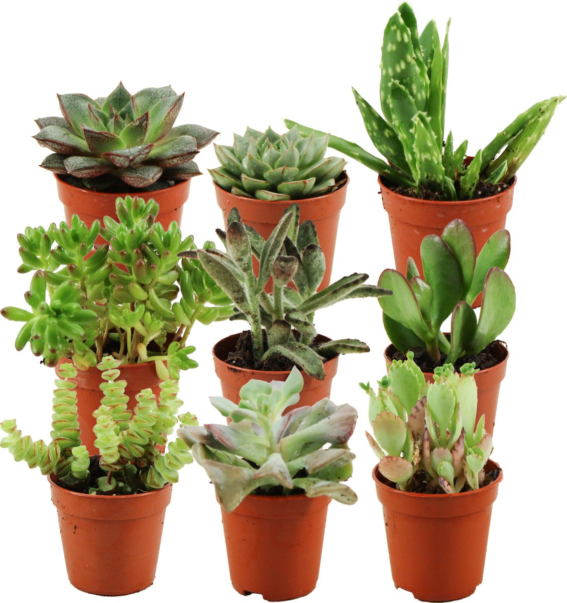 Mini Succulenten Mix - 9 Stuks - Ø 5,5 cm - Hoogte: 5-10 cm